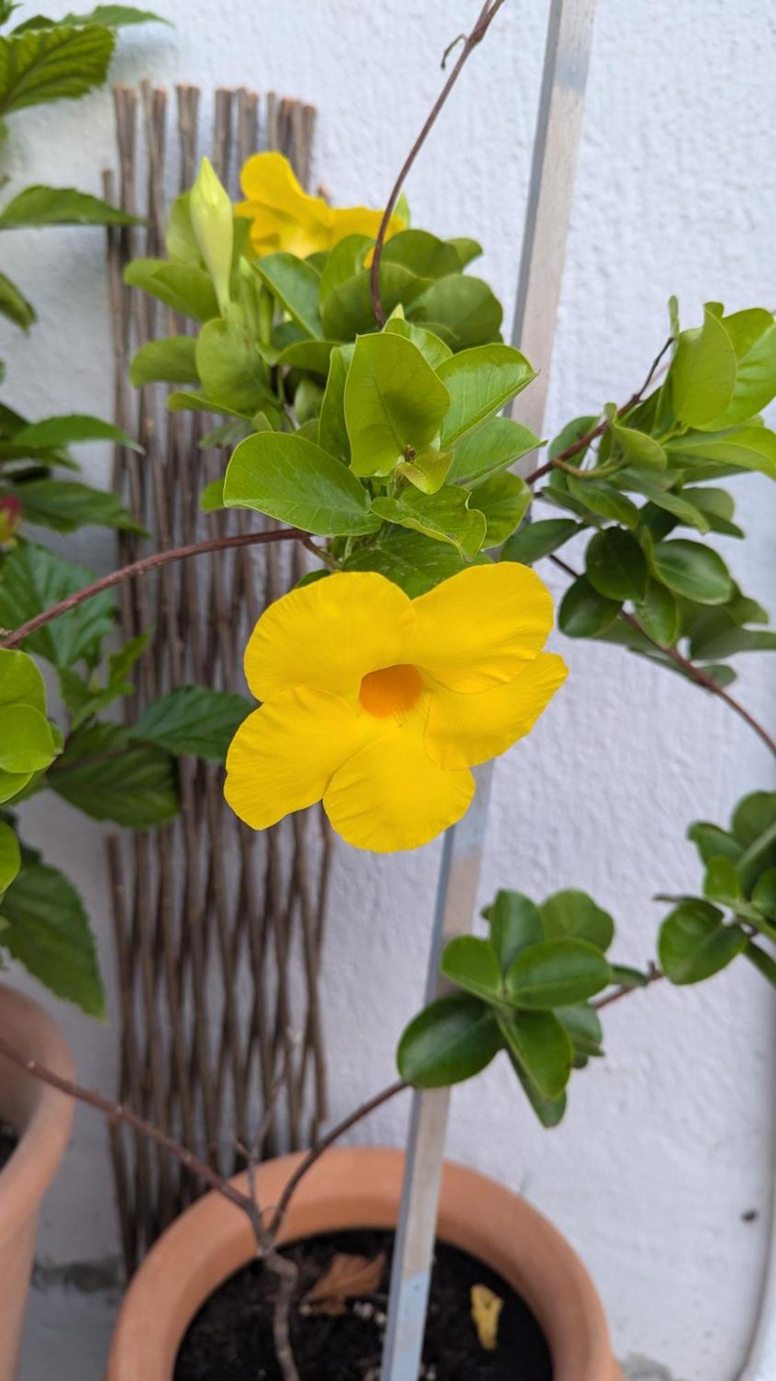 The Botanist Guesthouse 斯科派洛斯 外观 照片