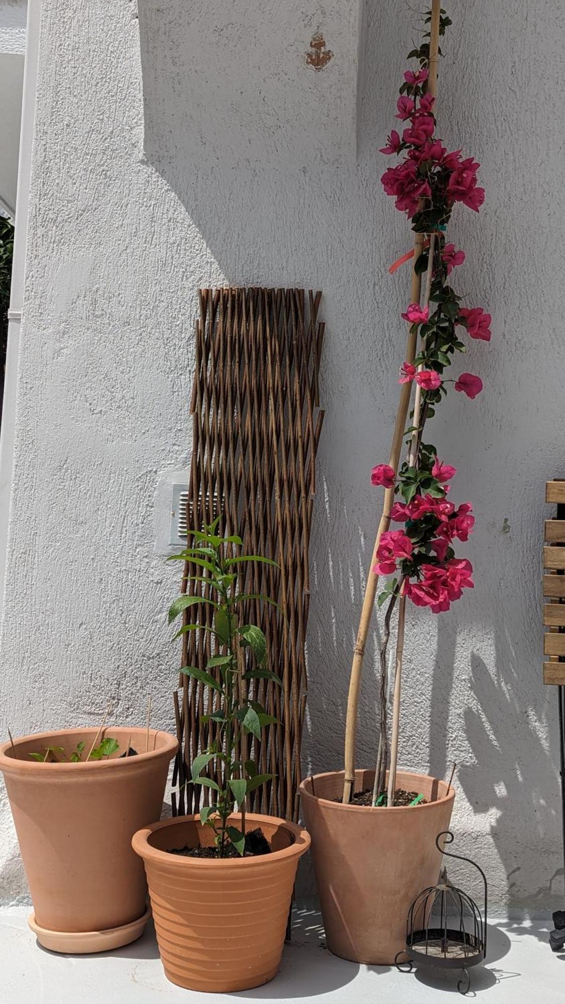 The Botanist Guesthouse 斯科派洛斯 外观 照片